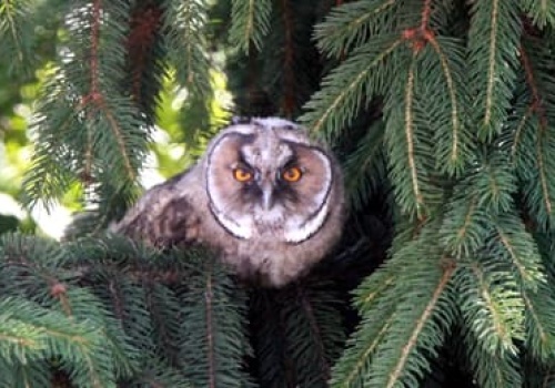 Zniszczyć ptasie siedliska, rozjechać bobrowe tamy. Szkodliwe zapisy w projekcie resortu klimatu