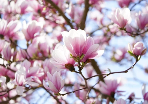 Czego nie lubią magnolie? Przez to nie zakwitną ani razu