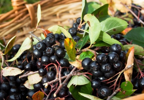 To ostatni moment na cięcie aronii. Dzięki temu zbierzesz pełne kosze