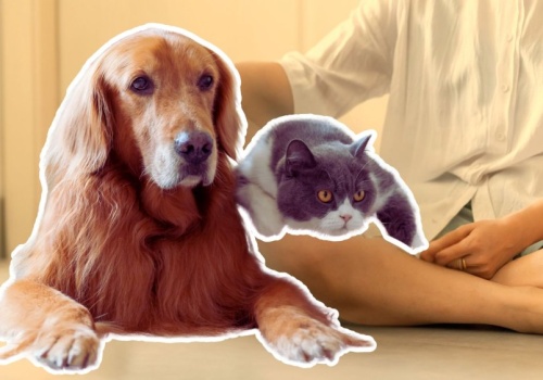 Nowy obowiązek dla właścicieli zwierząt. Kary mają ich zmusić do odpowiedzialności