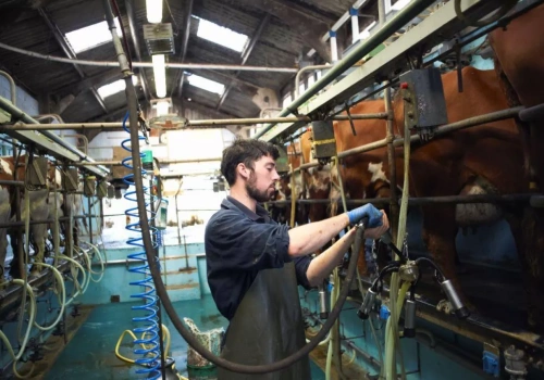 Cena mleka stanęła, koszty rosną. Rolnicy znów pod presją