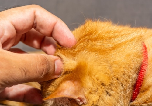 Obowiązkowe chipowanie zwierząt. Psy i koty trafią do centralnego rejestru KROPiK