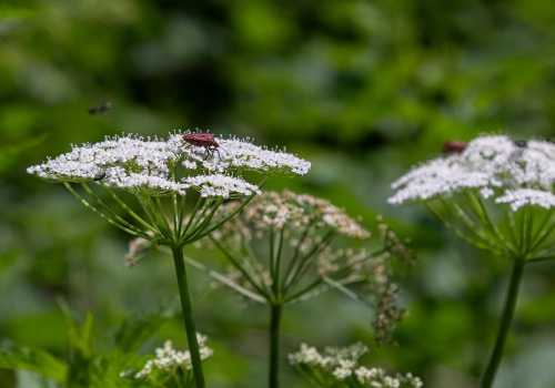 Rośnie niemal wszędzie i denerwuje. Mało kto wie, że chwast może uratować róże