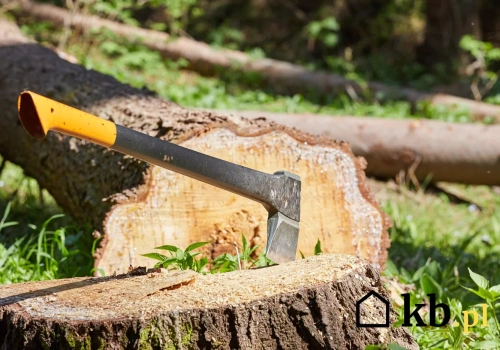 Wyciął drzewo we własnym ogrodzie. Kilka tygodni później dostał pismo z urzędu