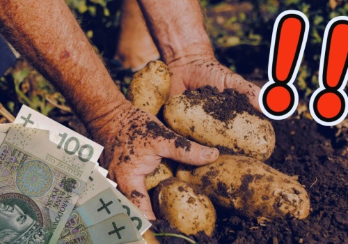 Kryzys na polskiej wsi. Milion ton ziemniaków zalega w magazynach