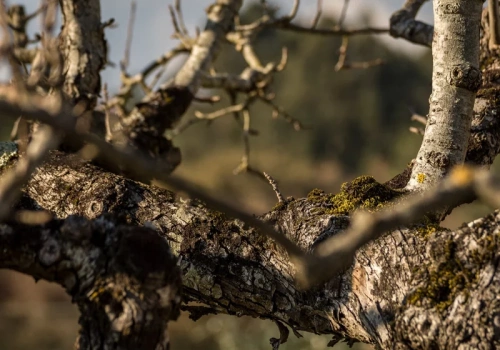 Ten patent ratuje jabłka i śliwki. Kosztuje grosze, działa natychmiast