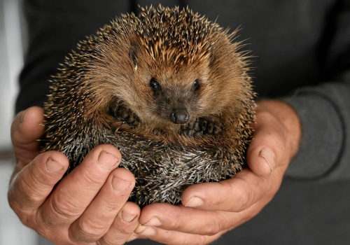 Jeże wiosną omijają większość ogrodów. Co je przyciąga i dlaczego u ciebie ich nie ma?