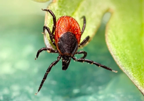 Polacy robią to w ogrodzie na potęgę. Kilka dni i po kleszczach