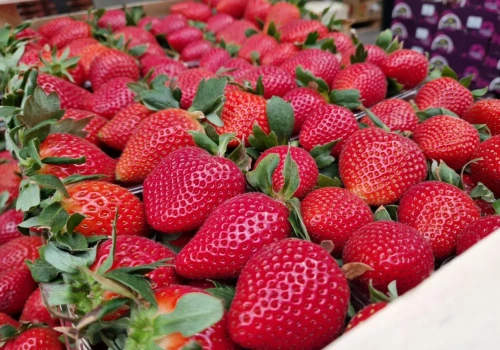 Grecka truskawka znów ruszy do Polski. Krajowa i tak może trzymać cenę