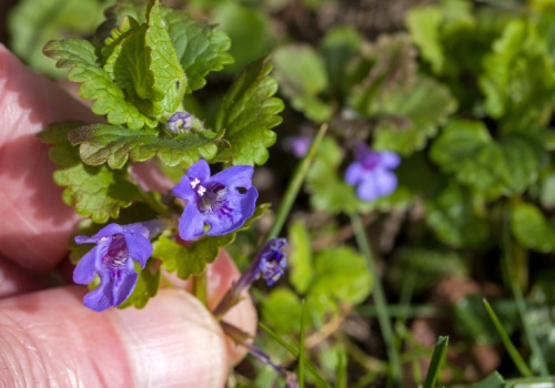 Żadne drogie przyprawy. Ten chwast masz za darmo: poprawia trawienie, świetnie smakuje