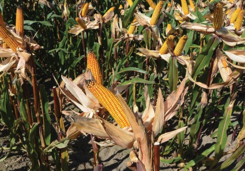 Jaką kukurydzę siać w 2026? Mamy Listę Odmian Zalecanych z podziałem na województwa