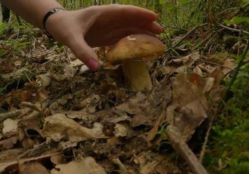Wiosenny wysyp grzybów w lasach. Tym razem nie tylko smardze