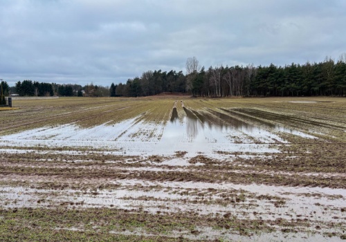 Zima nie pokonała ozimin, ale zostawiła ślady