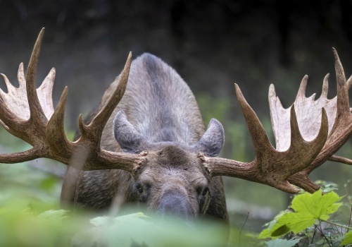 Niecodziennie widowisko z udziałem łosi. Nawet telewizja zaczęła transmisję
