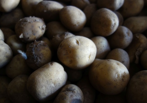 Ziemniaki zalegają w magazynach. Rolnikom kończy się czas