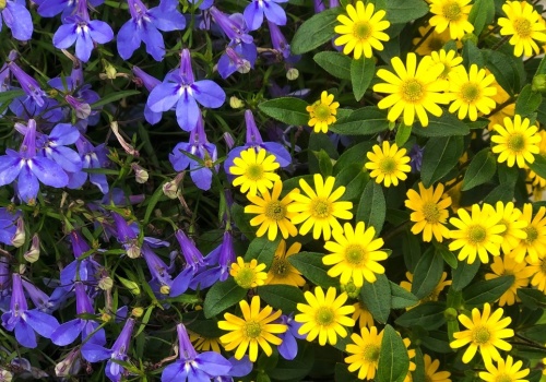 Te kwiaty świetnie sprawdzą się na południowy balkon. Upał im niestraszny