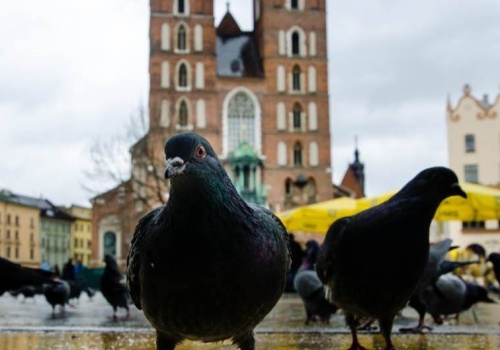 Dwa gołębie postrzelone w Krakowie. Rzeczniczka ds. Zwierząt: Takie działania są nielegalne i absolutnie niedopuszczalne