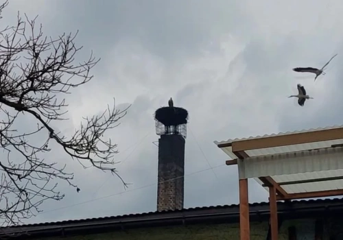 Samotny bocian u Stanisława Bigaja doczekał się partnerki? Na Długoszynie są już cztery ptaki