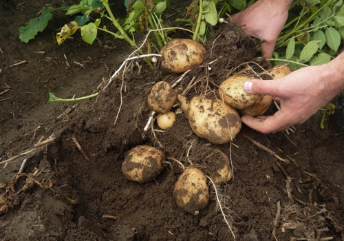 Odchwaszczanie ziemniaka po wycofaniu metrybuzyny. Zobacz dostępne herbicydy i zaplanuj ochronę