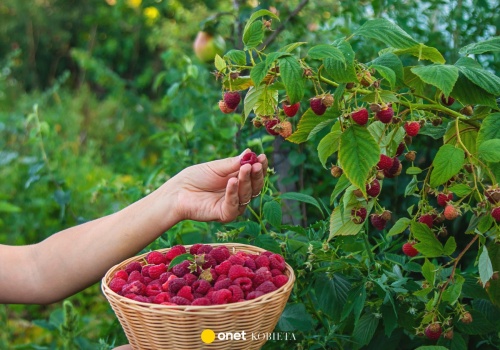 Rozsyp pod malinami, a będą uginać się od owoców