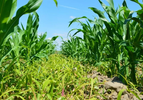 Jak skutecznie odchwaszczać kukurydzę? Doglebowo czy nalistnie?