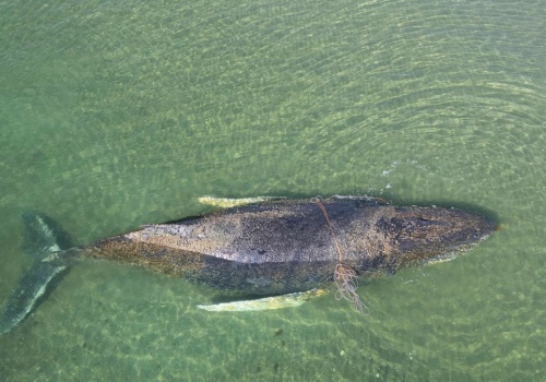 Humbak z Bałtyku żyje, ale szanse ma minimalne. Niemcy: zostanie paliwem