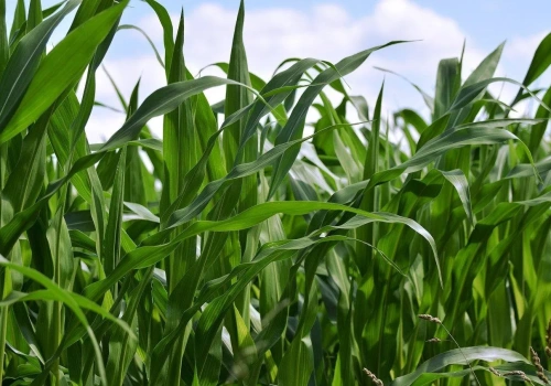 Za dużo azotu i potasu? Ten błąd może obniżyć plon kukurydzy