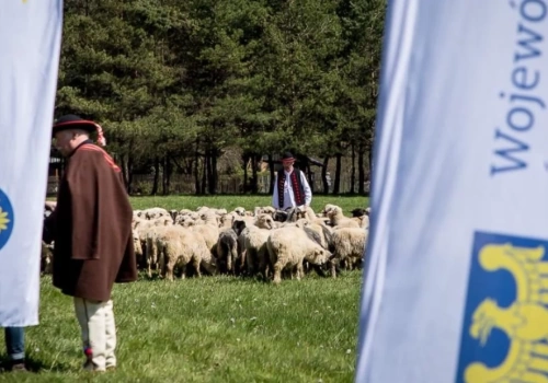 W niedzielę rozpoczyna się sezon pasterski w Beskidach. To będzie Rok Górali i Obrzędów Pasterskich w województwie śląskim