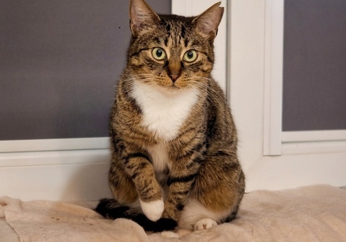 Adopcja zwierząt Katowice: Niko, Łobuz, Stefcia i Przytulas szukają domu