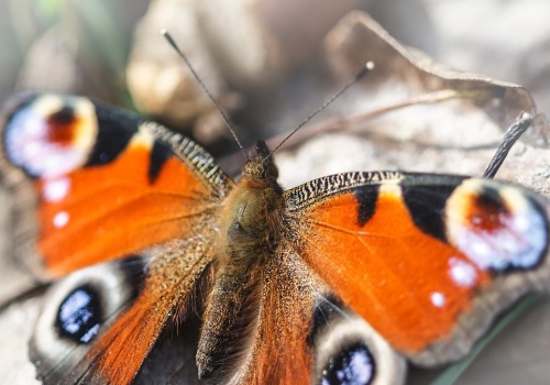 Coś złego dzieje się z motylami w Europie. Znikają jeden po drugim