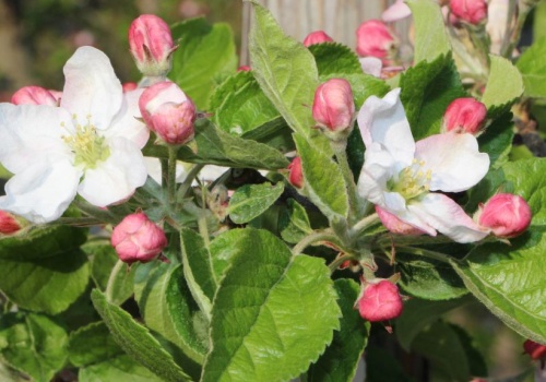 Przymrozki wiosenne 2026: uderzą 21 kwietnia. Jak chronić sady