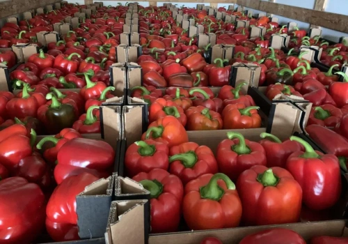 Papryka z Holandii za 4–5 zł/kg. Polscy producenci żądają kontroli