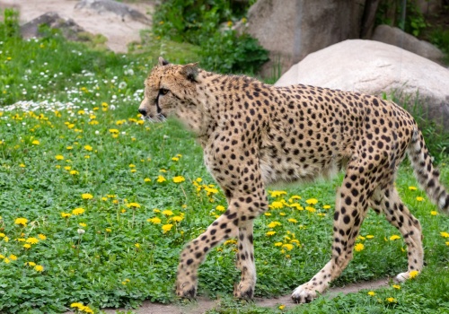 Nowi mieszkańcy w gdańskim zoo. Wśród nich gepard Bandzior