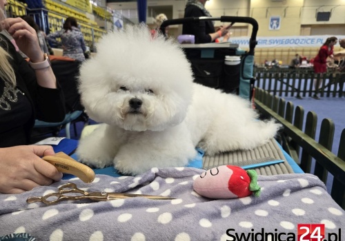 Blisko 600 psów na krajowej wystawie w Świebodzicach