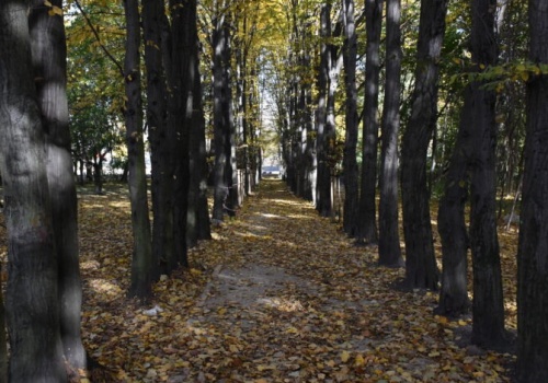 Mroczny sekret parku Belzackiego – kto spoczywa pod jednym z parkowych drzew?