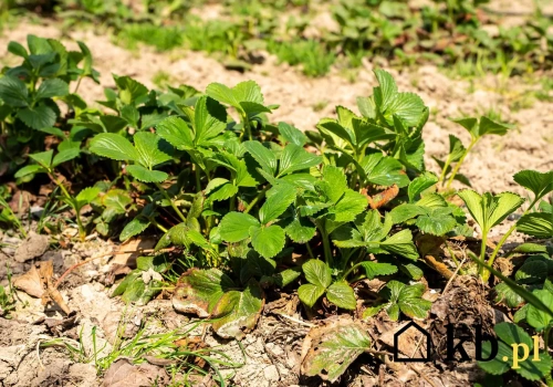 Wiosną truskawki tego potrzebują. Większość o tym zapomina