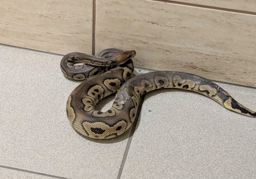 Prądnik Biały. Niecodzienna interwencja policji. Policja wkroczyła do mieszkania