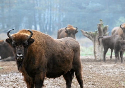 Żubry w Polsce wpadają pod pociągi i giną z głodu. Co się dzieje?