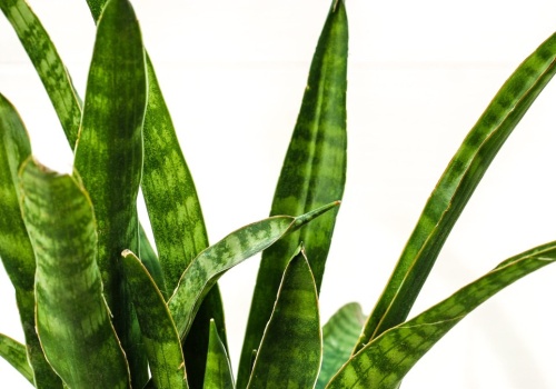 Zacznij podlewać tym sansewierię. Wystrzeli liśćmi jak z procy