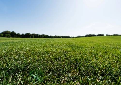 Naukowcy z UJ: trawę warto kosić mozaikowo i nie częściej niż raz w miesiącu