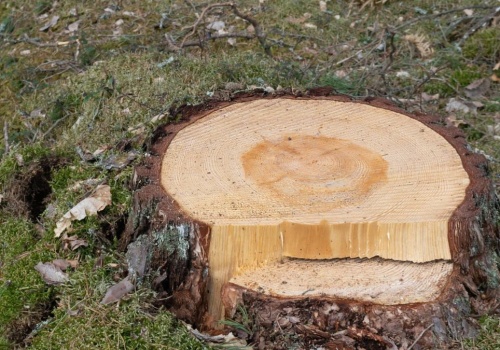 Zamiast męczyć się z karczowaniem, wsyp to w pień. Po czasie zrobi się kruchy i słaby