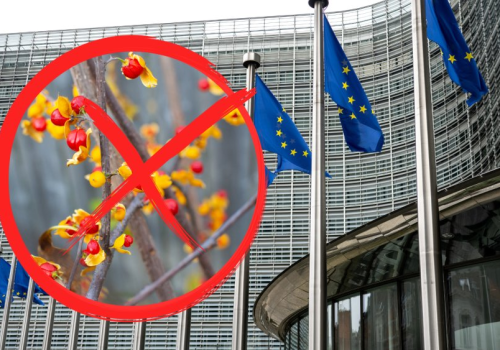 Popularna roślina zakazana przez UE. Możesz dostać ogromną karę finansową