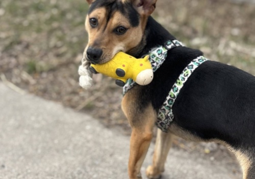 Szukają domów. Poznaj historie zwierzaków z konińskiego schroniska