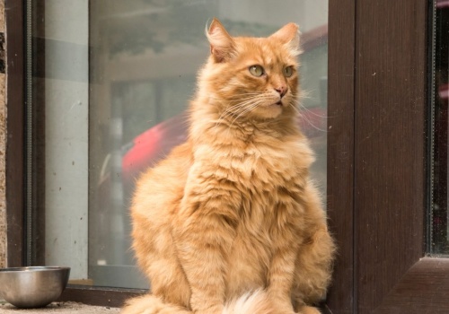 Kotka z Niemiec wróciła do domu po 11 latach. Pomógł polski czip