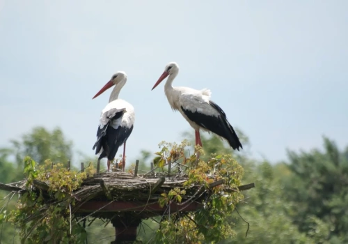 Bociany w Mysłowicach: Czy wrócą do gniazda przy ul. Wybickiego?
