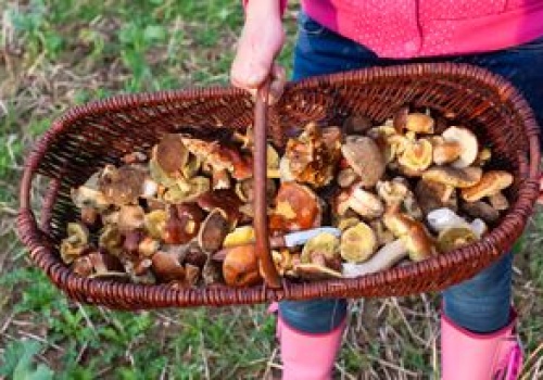 W lasach zaroiło się od grzybów. Można wychodzić z pełnymi koszykami