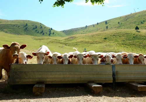 Ponad 200 tys. ha do sprzedaży, ale może być i 300 tys. ha. W pakiecie stado 10,5 tysiąca sztuk bydła