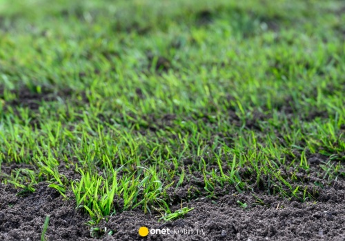 W kwietniu podlewaj tym trawnik. Potrzebne składniki znajdziesz w kuchni