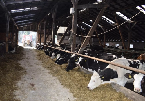 Mleko drożeje, ale zyski znikają. Koszty uderzają w rolników z pełną siłą