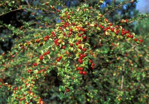 Zastępuje trawnik i nadaje się na żywopłot. Posadź w ogrodzie już wiosną
